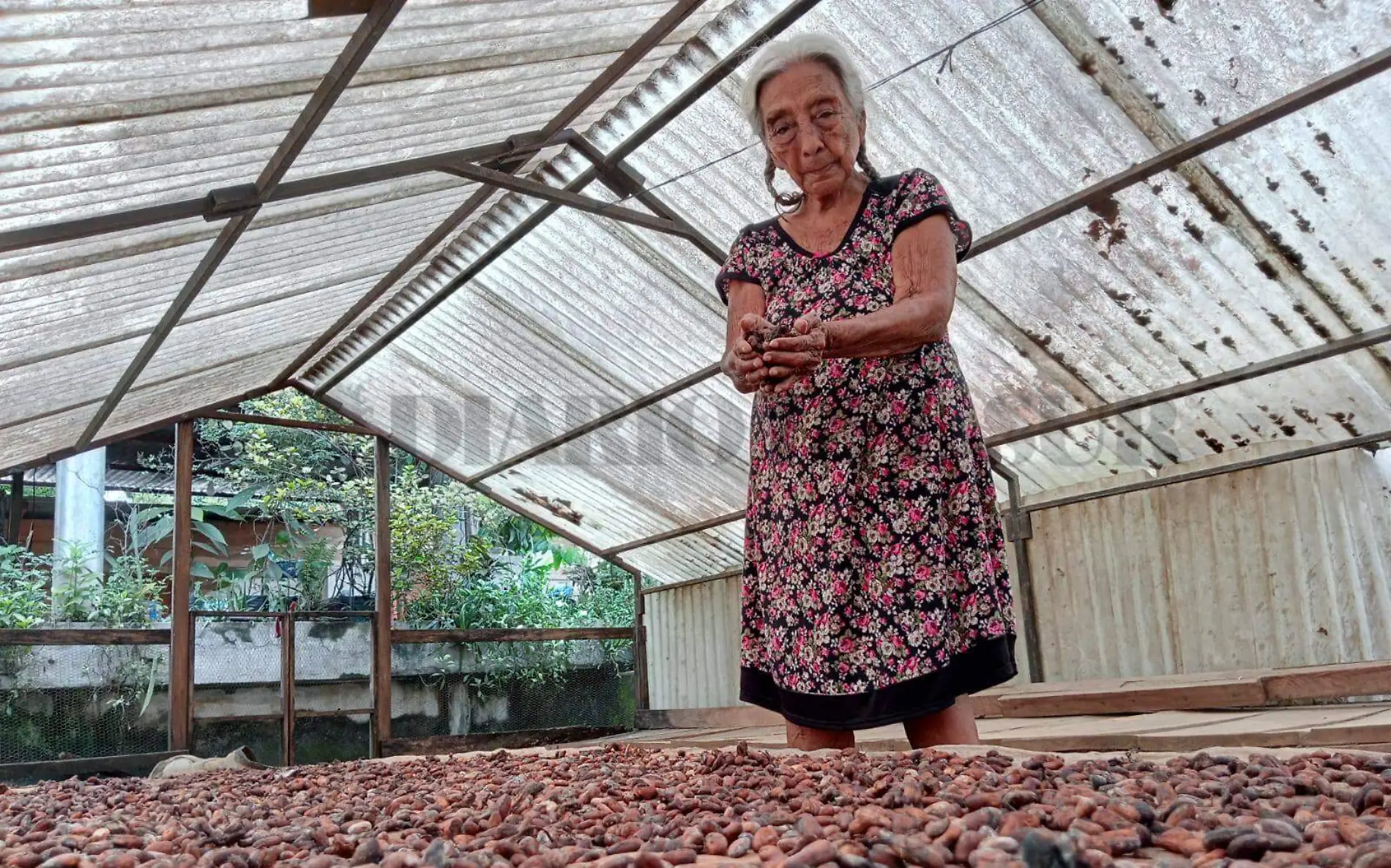 Doña Demetria con cacao en las manos